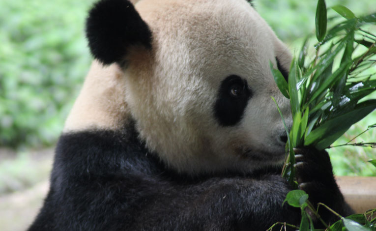 Екскурзии до Китай - среща с пандите